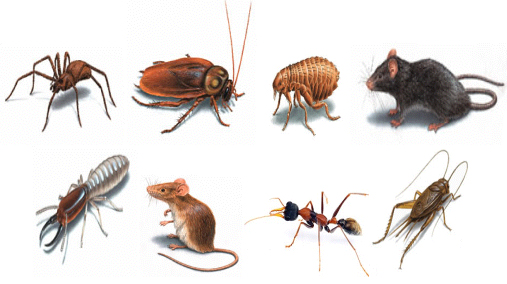 Control insectos, ratas y roedores